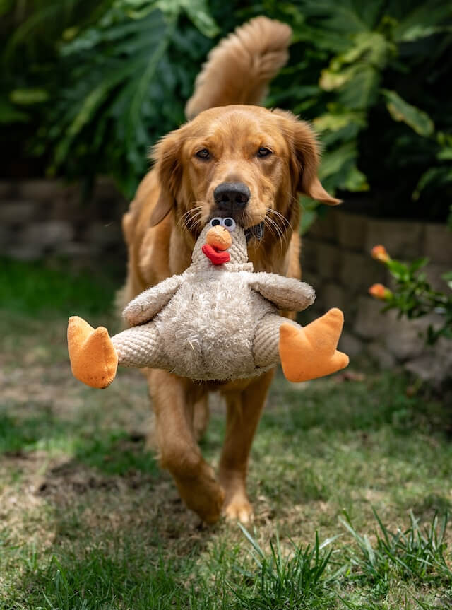 Radosny pies rasy retriever biegnie po trawie, trzymając w pysku pluszową zabawkę. Najlepsza dieta dla psa i kota.