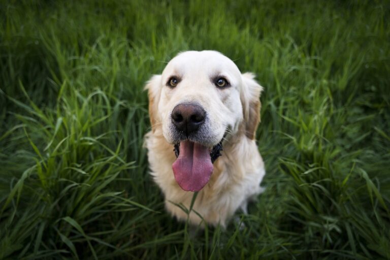 Szczęśliwy golden retriever