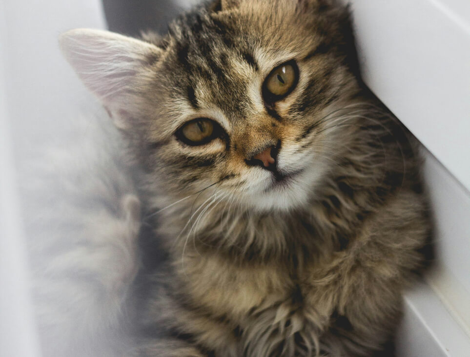 Najlepsza dieta dla psa i kota. 