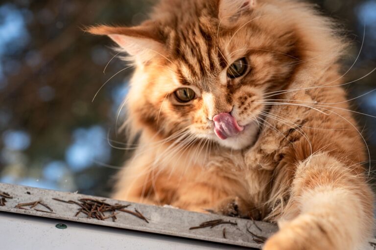 Duży, puszysty kot rasy Maine Coon leży wygodnie na miękkim posłaniu. Jego charakterystyczne uszy z pędzelkami i długi, gęsty ogon są dobrze widoczne.