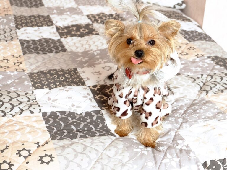 Mały, energiczny Yorkshire Terrier z jedwabistą sierścią, siedzący na miękkim legowisku.
