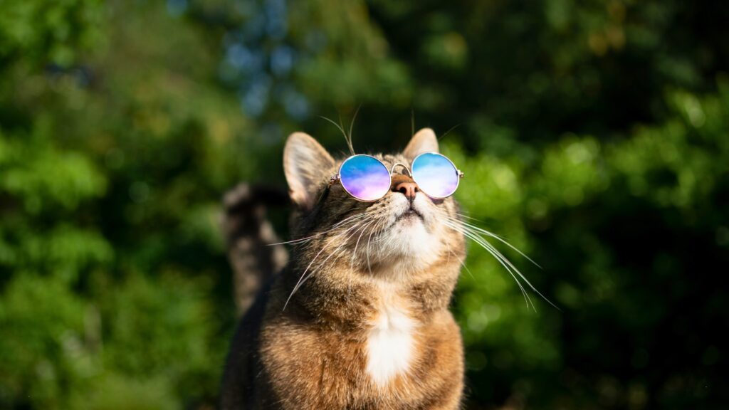 jak chronić psa i kota przed upałem