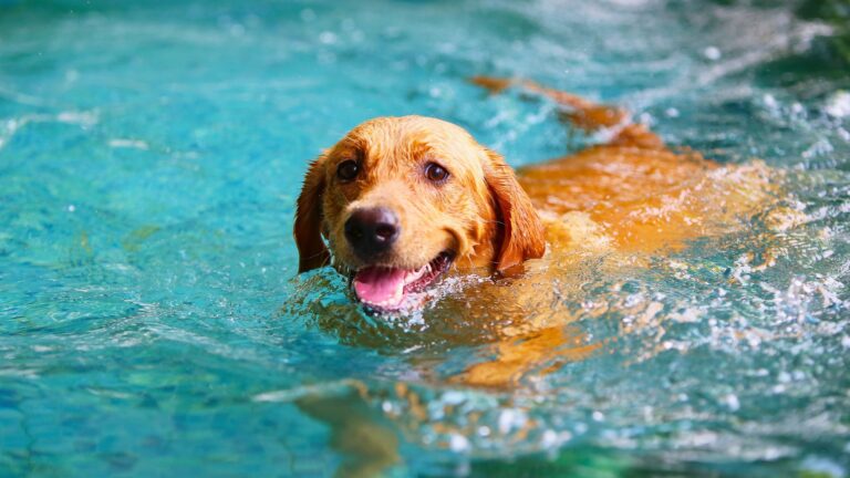 jak chronić psa i kota przed upałem