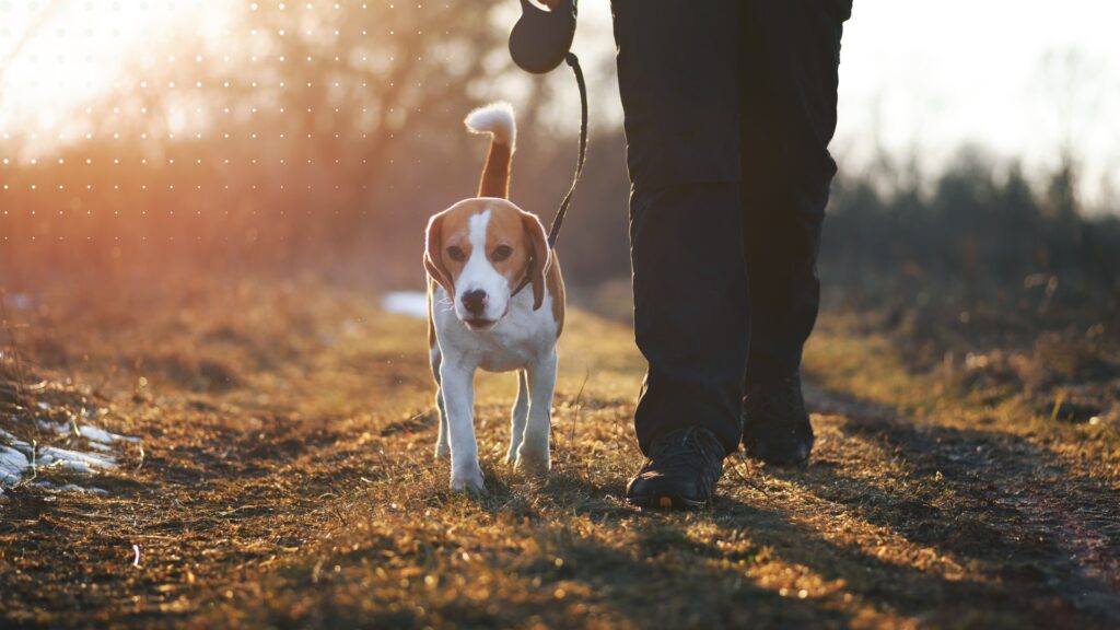 pies idący po trawie razem z właścicielem