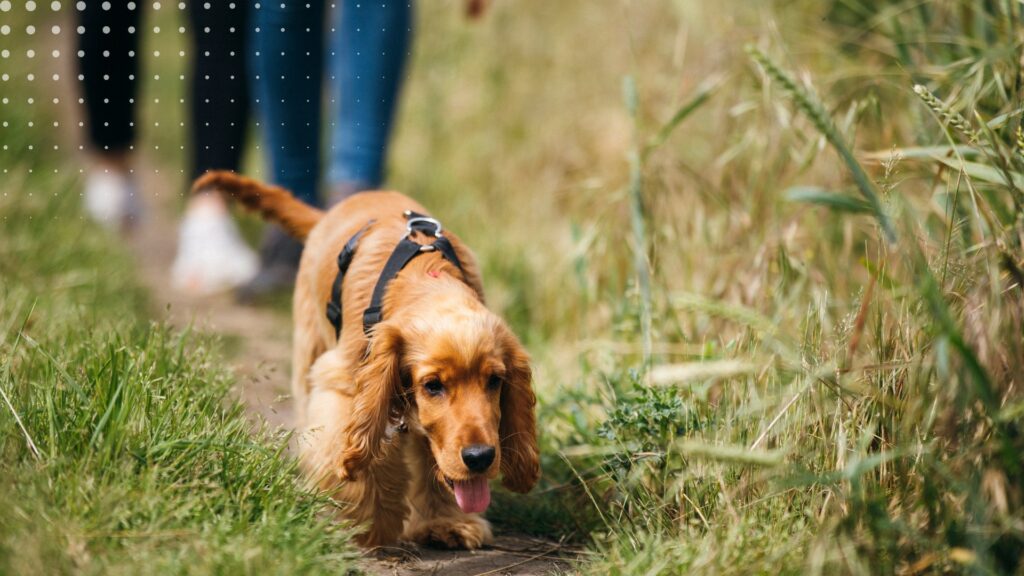 pies idący na dworze