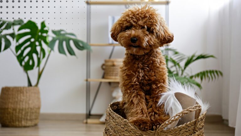 mały pies siedzący w koszyku