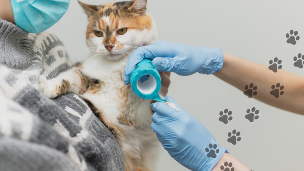 pierwsza pomoc dla kota