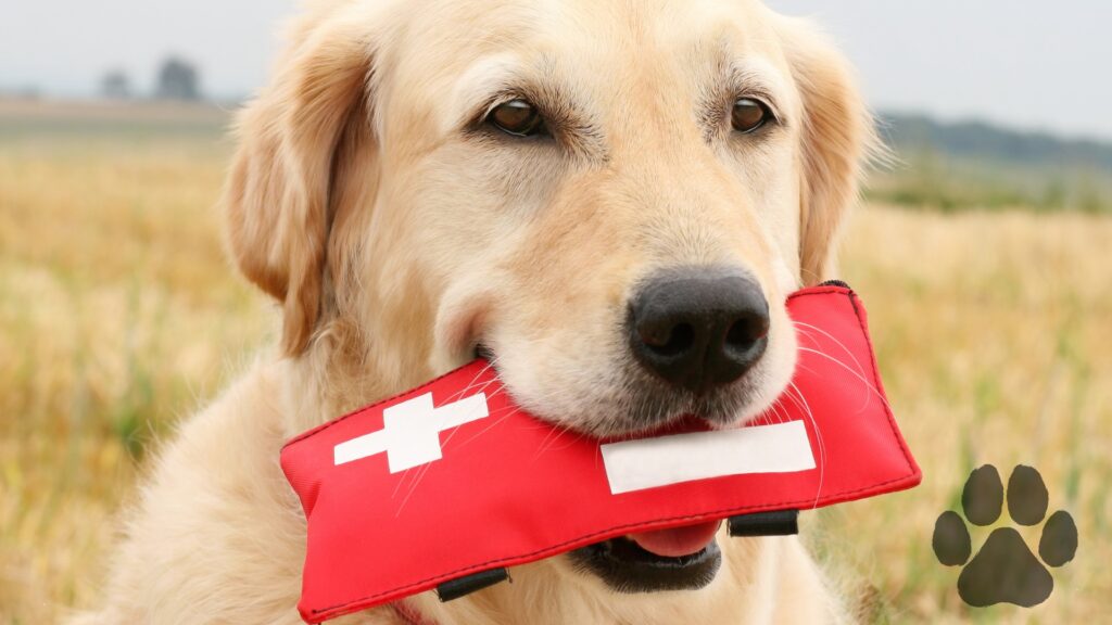 pierwsza pomoc dla psa