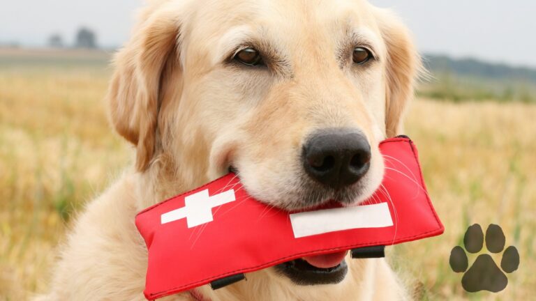 pierwsza pomoc dla psa