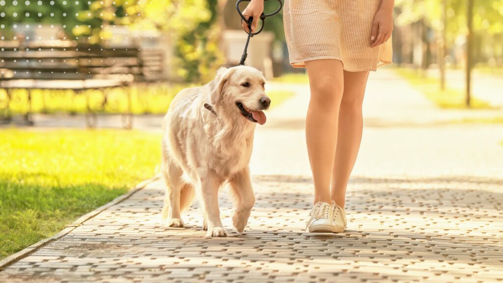 pies na dworze idący na smyczy obok właścicielki