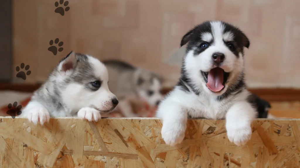 Czy-husky-to-rasa-agresywna