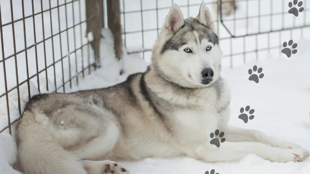 leżący na dworze na śniegu pies husky