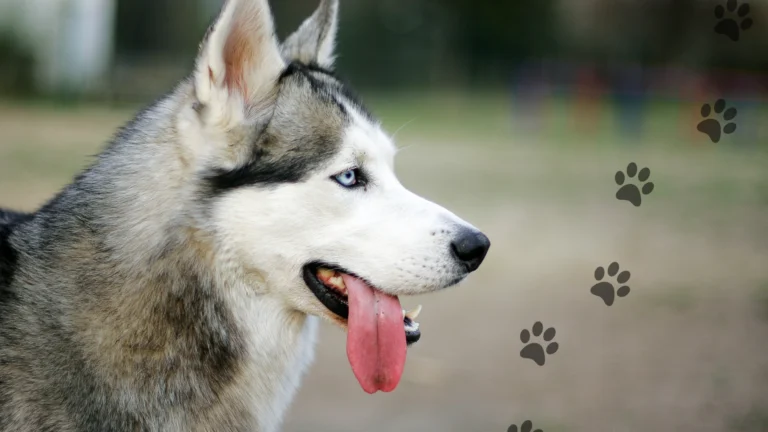 siberian husky