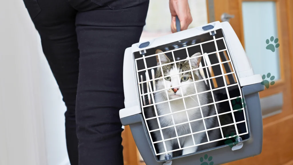 transporter dla kota