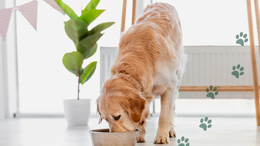 objawy choroby u psa