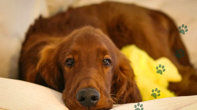 kastracja i sterylizacja psa i kota