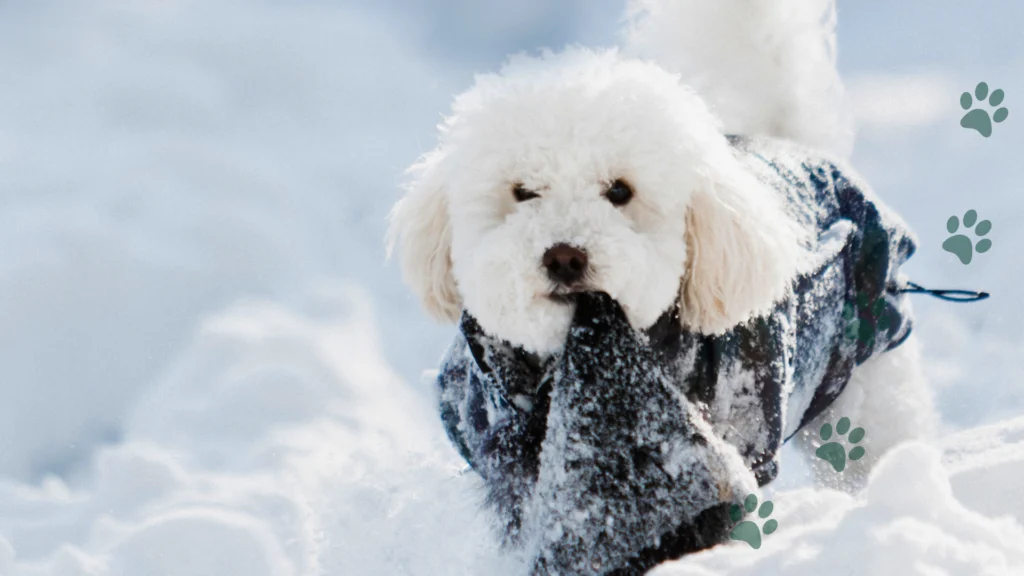 Dlaczego pies je śnieg