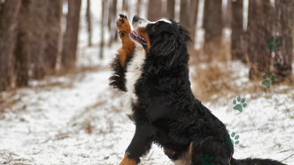 problemy ze stawami u psa